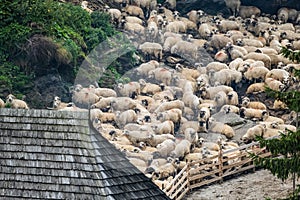 Many shheps in mountains