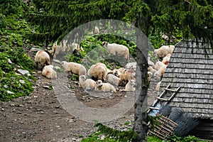 Many shheps in mountains