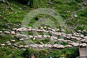 Many shheps in mountains
