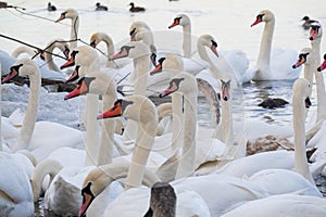 Big flock of white swans