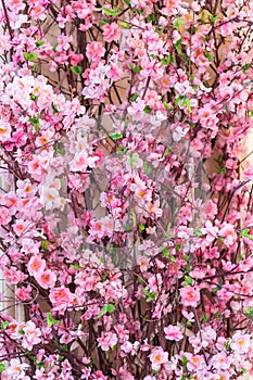 Big floral background of cherry blossoms. Spring mood