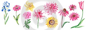 Big floral watercolor set. Garden flowers. Hand drawn botanical illustration isolated on white background. Botanical