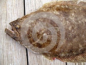 Big Flounder photo