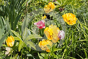 Big flower Dahlia in yellow with tulips on a bed