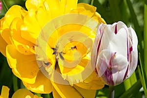 Big flower Dahlia in yellow with tulips on a bed