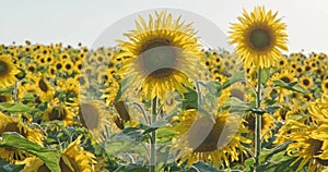 big flower in field of blooming bright yellow sunflowers in sunny day