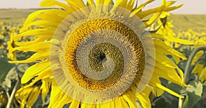big flower in field of blooming bright yellow sunflowers in sunny day