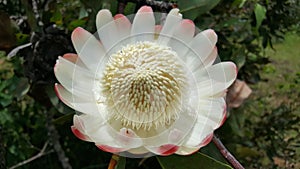 Big flower in the forest of Cameroon