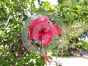 Big flower of hibiscus and the green leaves at the background.