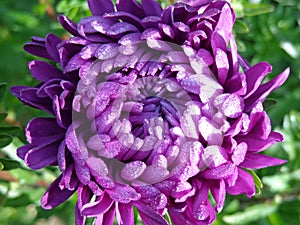 Big flower of pink-violet aster, Ñlose-up.