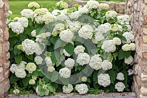 Big flower pot in garden courtyard. Patio outside decoration elements. Big flower pot with small white plant. Street