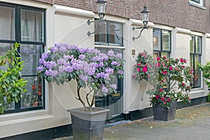 Big Flower Pots Street