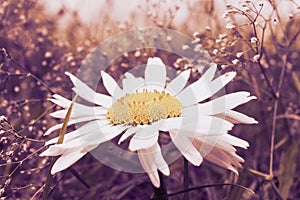 El gran flor blanco rayos 