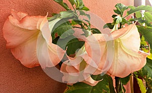 Big flowers of Brugmansia - Angel trumpets