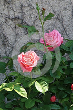 Big flowers of a pink rose