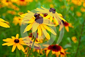 Big flowers of yellow rudbeckia. Blooming yellow flowers rudbeckia Black-eyed Susan flower bed in the summer garden