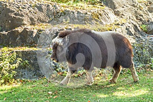 Big fluffy bison in Moscow zoo on the fall