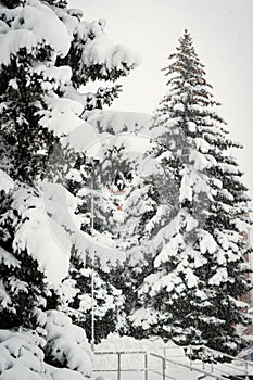 Big fluffy fir trees covered with snow in the winter forest.