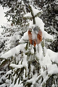 Big fluffy fir trees covered with snow in the winter forest.