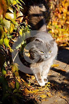 A big, fluffy, gray cat defiles on a wooden platform. photo