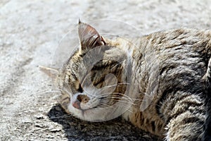 Big fluffy homeless cat with long whiskers and green-yellow eyes laying outdoor