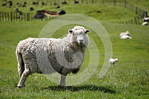 Big fluffy sheep or lamb grazing green fields