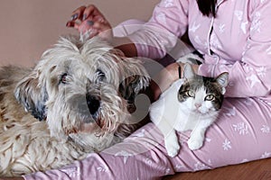 Big fluffy South Russian Shepherd Dog and white tabby cat on knees of their owner