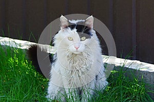 A big fluffy spotted cat sits in the green grass against a brown wall outside