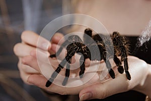 A big fluffy tarantula spider on girl's arm. Exotic pet