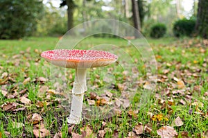 Big fly agaric Amanita muscaria in grass field with autumn leaves