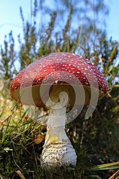 Big fly agaric between grasses - side view