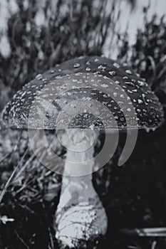 Big fly agaric between grasses - side view - black and white