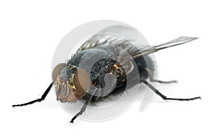 Big fly (Calliphora vicina)