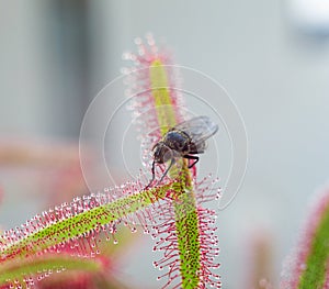 Big fly catched by Sundew (drosera) - close up