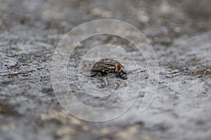 Big fly with red eyes