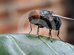 Big fly red eyes