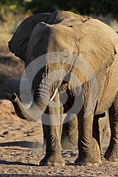 Big-footed desert elephant greeting