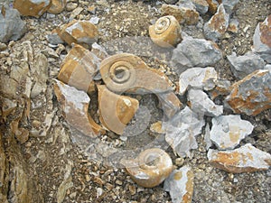 A big foraminifera fossil photo