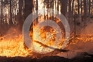 Big forest fire in pine stand