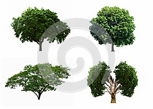 Big four tree sets isolated on white background.