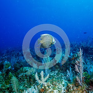 Big French angelfish (Pomacanthus paru) near coral, Cayo Largo,
