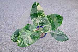 Big fresh  Alocasia macrorrhizos  variegated