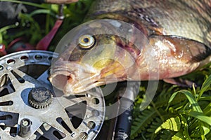 Big fresh bream. Freshly caught river fish. Large tasty fish close-up. Fishing for spinning and feeder. Sports fishing