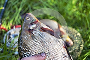 Big fresh bream. Freshly caught river fish. Large tasty fish close-up. Fishing for spinning and feeder. Sports fishing