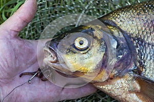 Big fresh bream. Freshly caught river fish. Large tasty fish close-up. Fishing for spinning and feeder. Sports fishing