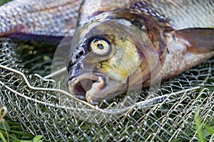 Big fresh bream. Freshly caught river fish. Large tasty fish close-up. Fishing for spinning and feeder. Sports fishing