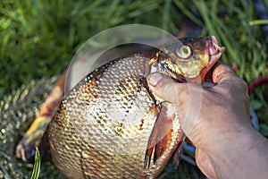 Big fresh bream. Freshly caught river fish. Large tasty fish close-up. Fishing for spinning and feeder. Sports fishing