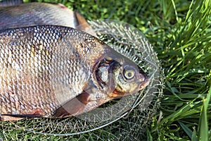 Big fresh bream. Freshly caught river fish. Large tasty fish close-up. Fishing for spinning and feeder. Sports fishing