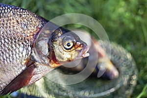 Big fresh bream. Freshly caught river fish. Large tasty fish close-up. Fishing for spinning and feeder. Sports fishing