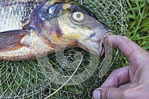 Big fresh bream. Freshly caught river fish. Large tasty fish close-up. Fishing for spinning and feeder. Sports fishing